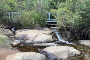 Melbourne: Marysvillen päiväkierros ja Healesvillen villieläinten suojelualue