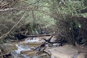 Melbourne: Marysvillen päiväkierros ja Healesvillen villieläinten suojelualue