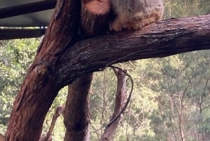 Melbourne: Marysvillen päiväkierros ja Healesvillen villieläinten suojelualue
