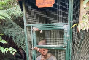 Melbourne: Marysvillen päiväkierros ja Healesvillen villieläinten suojelualue