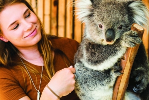 Melbourne: Mornington Peninsula ja Moonlit Sanctuary Tour (Kuutamo)