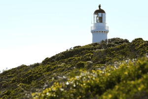 Melbourne : Excursion d'une journée dans la péninsule de Mornington