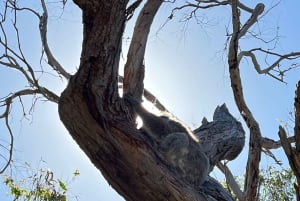 Melbourne: Mornington Peninsula Privé Trip inclusief tickets