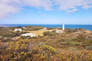 Melbourne: Odkrywanie południowego wybrzeża półwyspu Mornington