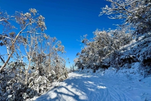 Melbourne: Privat snötur med guide på Mount Baw Baw