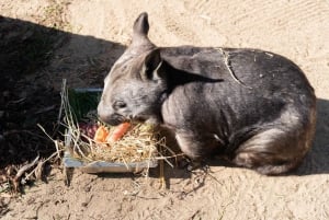 Melbourne: Murray River Paddle Steamer, Wildlife & Silo Art
