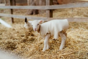 Melbourne: Pinguin-Parade & Churchill Island Farm Tour