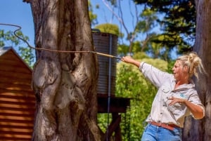 Melbourne: Pinguin-Parade & Churchill Island Farm Tour