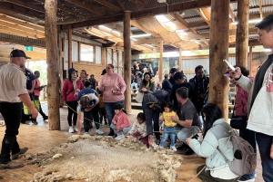 Melbourne: Pinguin-Parade & Churchill Island Farm Tour