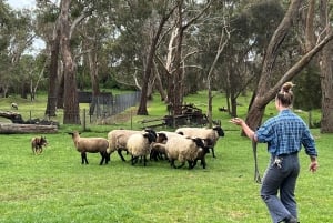 Melbourne: Pinguin-Parade & Churchill Island Farm Tour