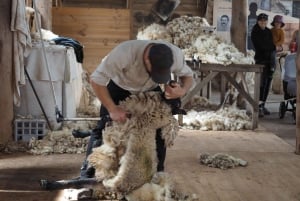 Melbourne: Pinguin-Parade & Churchill Island Farm Tour