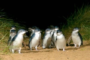 Melbourne: Pinguin-Parade & Churchill Island Farm Tour