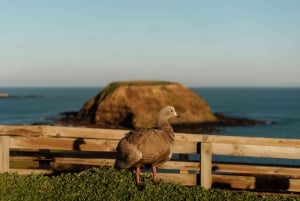 Мельбурн: Парад пингвинов, коалы и купальни Брайтона