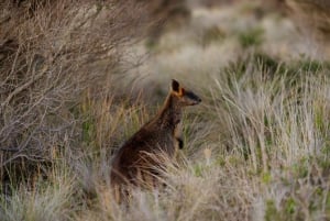 Мельбурн: Парад пингвинов, коалы и купальни Брайтона