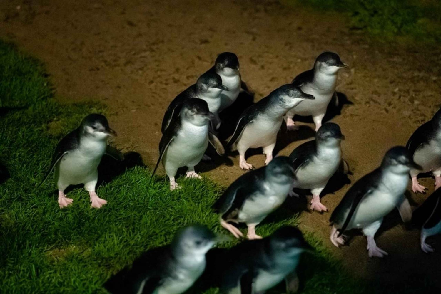 Melbourne: Penguin Parade & Phillip Island Scenic Day Tour