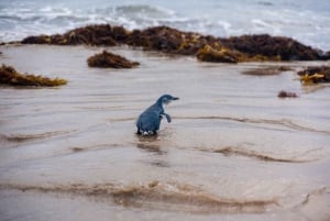 Melbourne: Penguin Parade & Phillip Island Scenic Day Tour