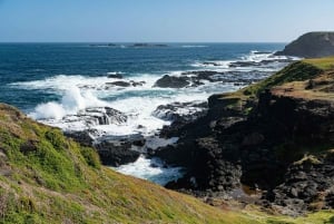 Melbourne: Penguin Parade & Phillip Island Scenic Day Tour