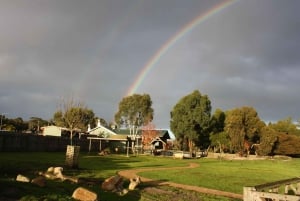 Melbourne: Penguin Parade Tour with Puffing Billy Train Ride