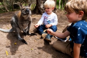 Melbourne: Peninsula Nature Private Day Trip with Dinner