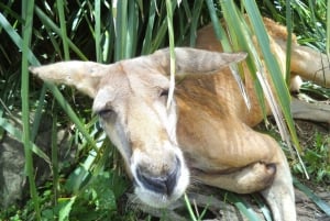 Melbourne: Peninsula Nature Private Day Trip with Dinner