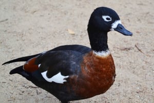 Melbourne: Peninsula Nature Private Day Trip with Dinner