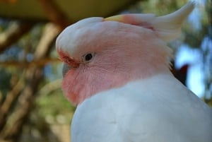 Melbourne: Peninsula Nature Private Day Trip with Dinner