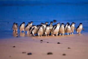 Melbourne: Phillip Island Penguin Parade Watching Day Tour