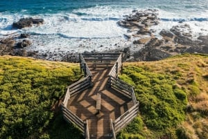 Melbourne: Phillip Island Penguin Parade Watching Day Tour