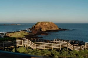 Melbourne: Phillip Island Penguin Parade Watching Day Tour