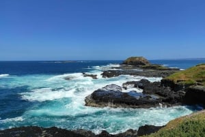 Melbourne: Phillip Island Penguin Parade Watching Day Tour