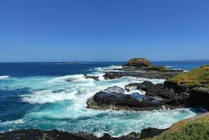 Melbourne: Phillip Island: całodniowa wycieczka z obserwacją parady pingwinów