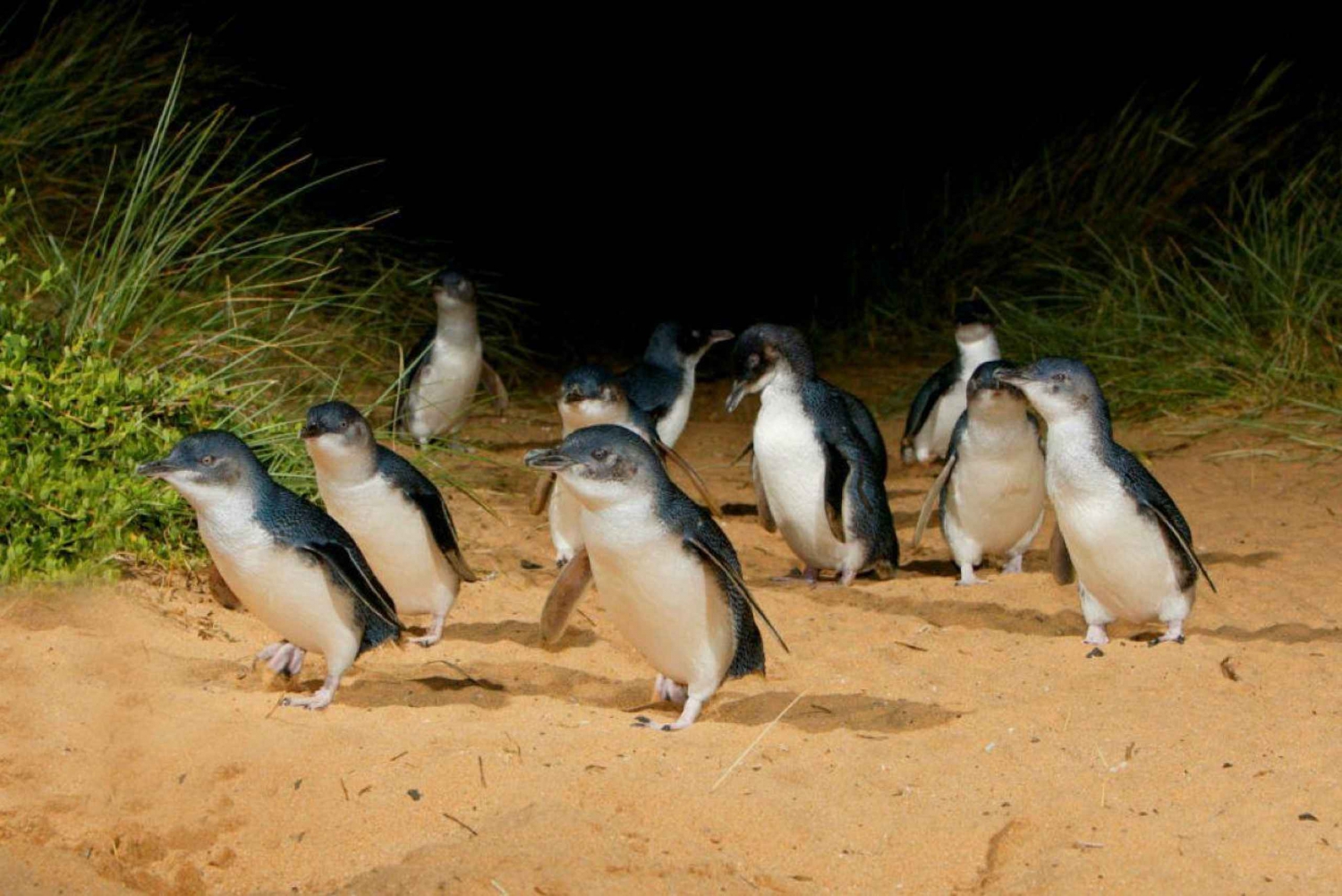 Melbourne: Phillip Island Penguins and Wildlife Sanctuary