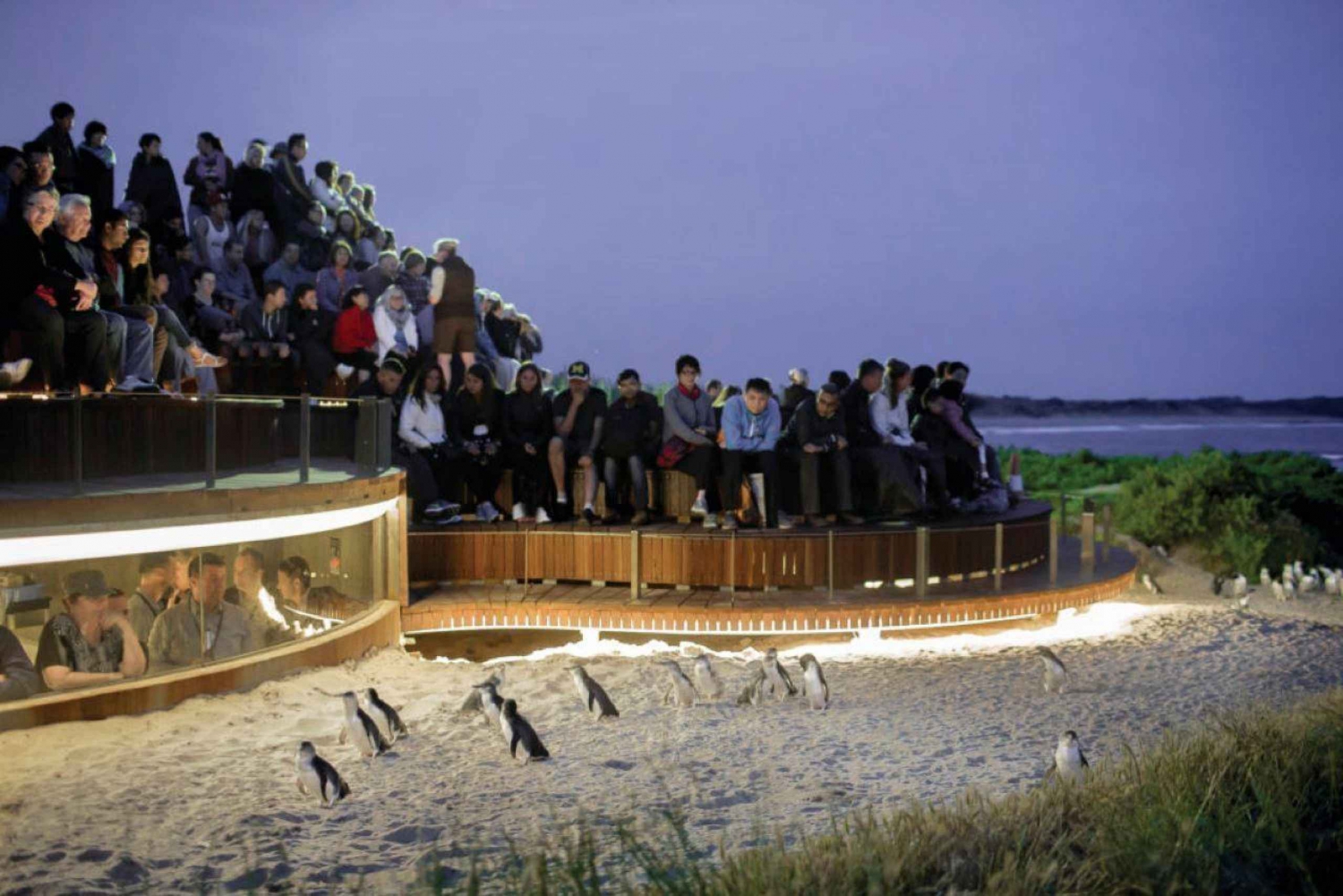 Melbourne: Phillip Island Penguins and Wildlife Sanctuary