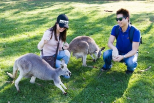 Melbourne: Phillip Island Penguins and Wildlife Sanctuary