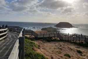 Melbourne: Pingviner, koalaer og fottur på Phillip Island