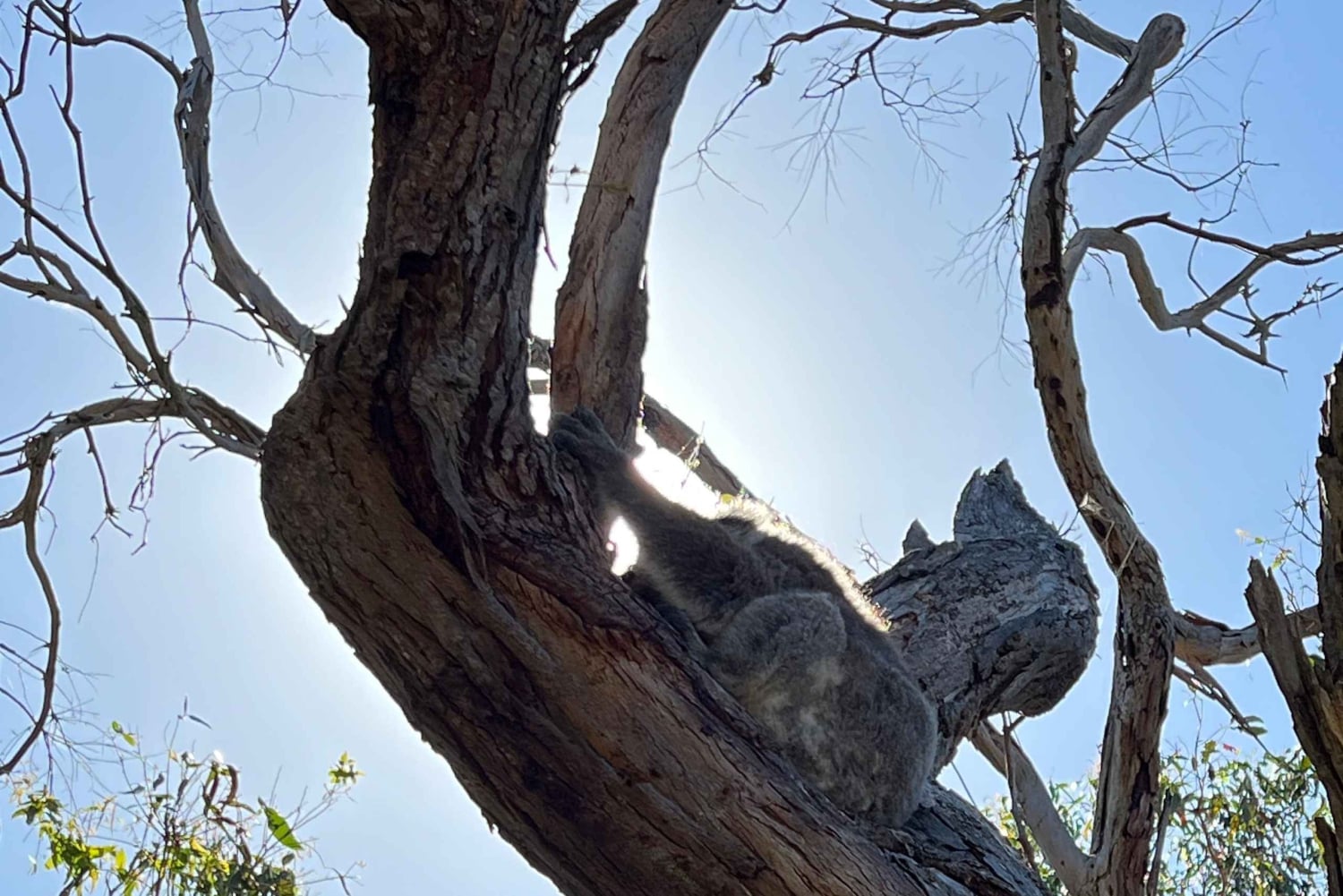 Melbourne: Phillip Island Private Tour, Penguin and Koala