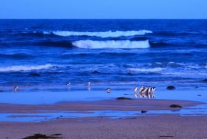 Melbourne: excursão privada a Phillip Island, pinguins e coalas