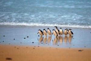 Melbourne: Phillip Island Private Tour with Penguin and More