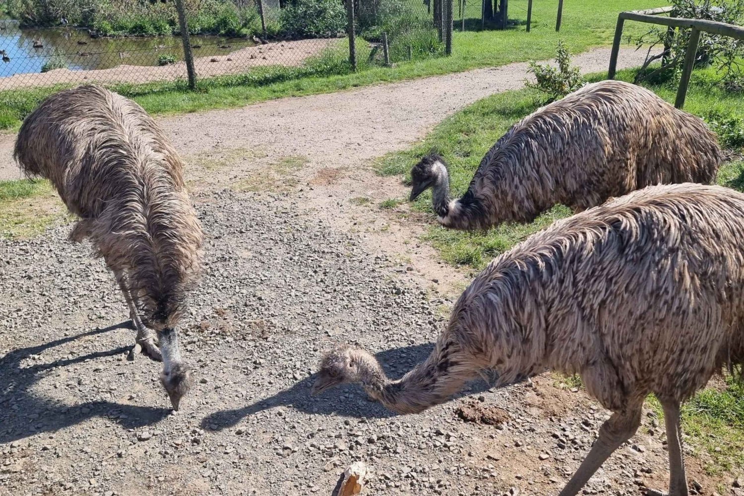 Phillip Island: Private Tour with Penguin Parade