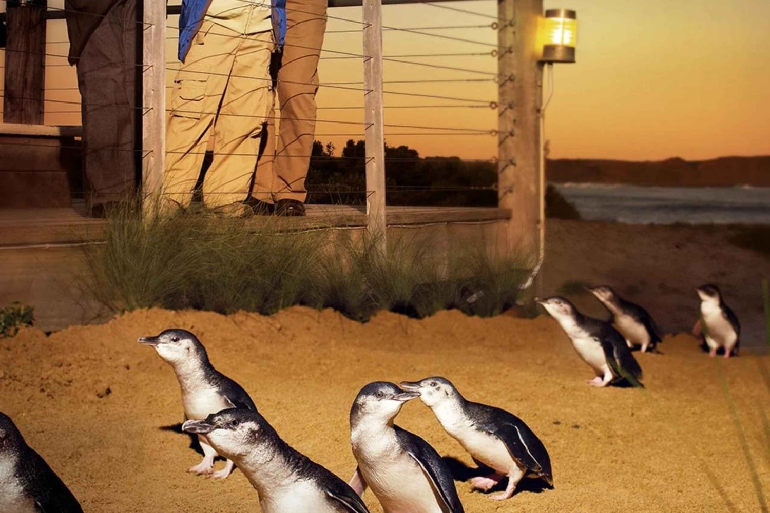 Мельбурн: Частная экскурсия на остров Филлип-Айленд с парадом пингвинов