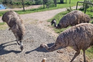 Phillip Island: Private Tour with Penguin Parade