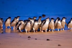 Phillip Island: Private Tour with Penguin Parade