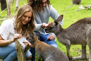 Melbourne: Phillip Island Private Tour with Penguin Parade