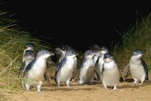 Melbourne: Phillip Island Private Tour with Penguin Parade