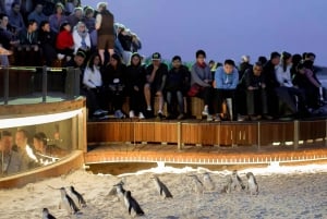 Melbourne: Phillip Island Private Tour with Penguin Parade