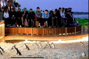 Melbourne: Phillip Island Private Tour with Penguin Parade