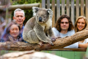 Мельбурн: Частная экскурсия на остров Филлип-Айленд с парадом пингвинов