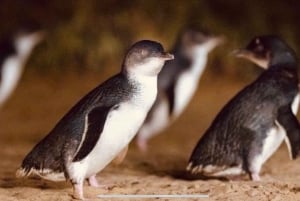 Melbourne: Phillip Island Private Tour with Penguin Parade