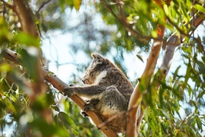 Melbourne: privéreis naar Phillip Island, pinguïns en wilde dieren