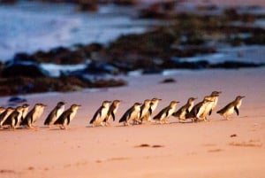 Melbourne：Phillip Island Tour 1 Day Tour